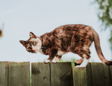 mitchell-orr-gK4C8CbyuPc-unsplash