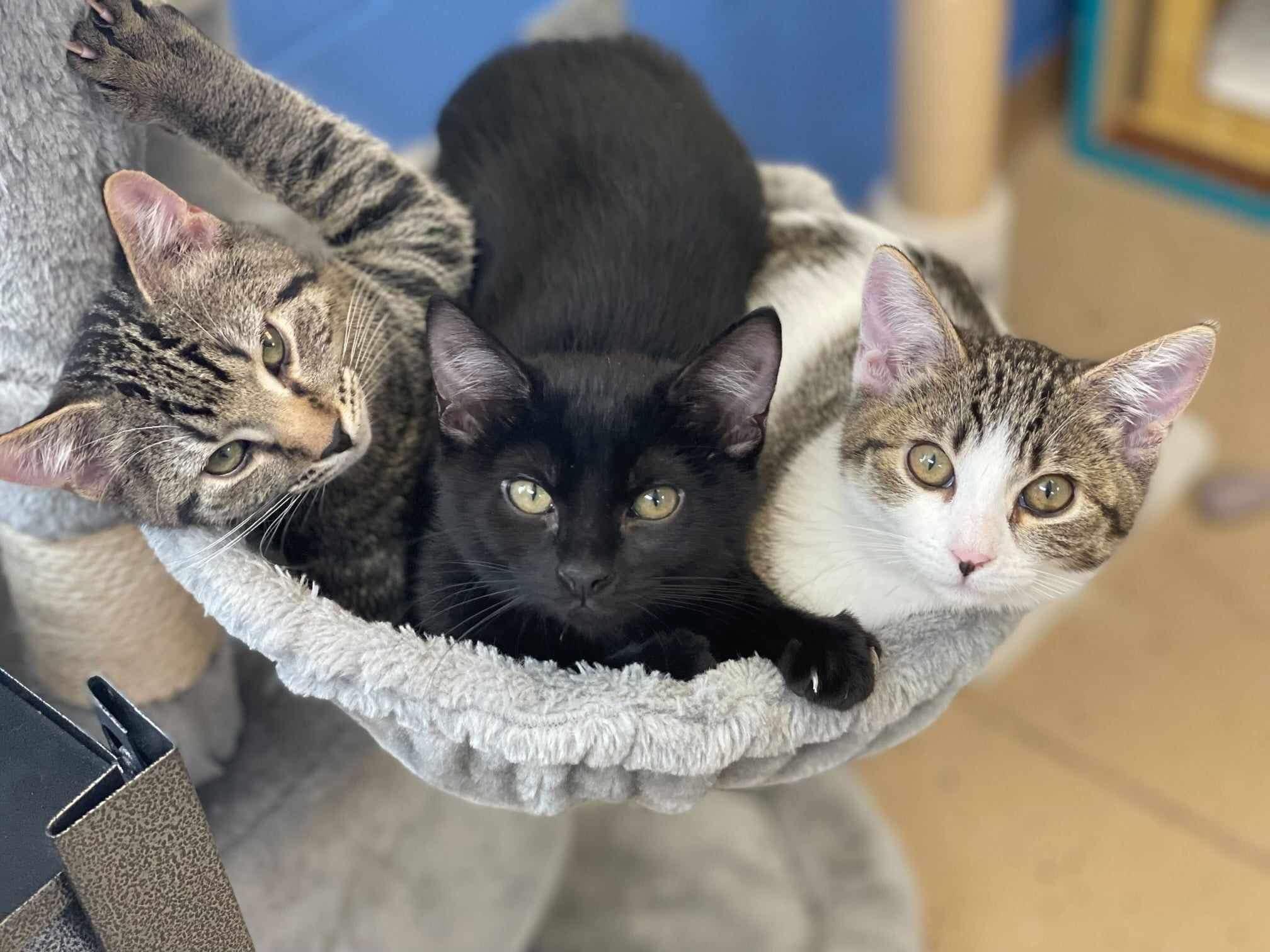 Preventing Kitten-Zilla! - Cache Humane Society
