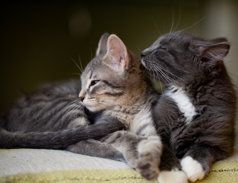 -7466238679945249544